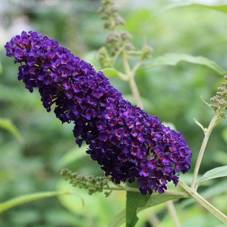Butterfly-bush, dark purple