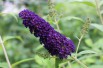 Arbre aux papillons,  violet foncé