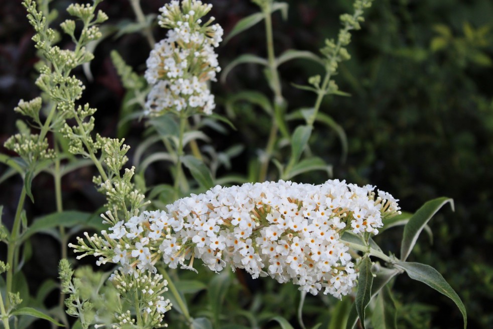 Butterfly-bush, white