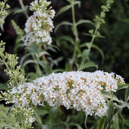 Butterfly-bush, white