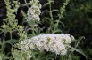 Butterfly-bush, white