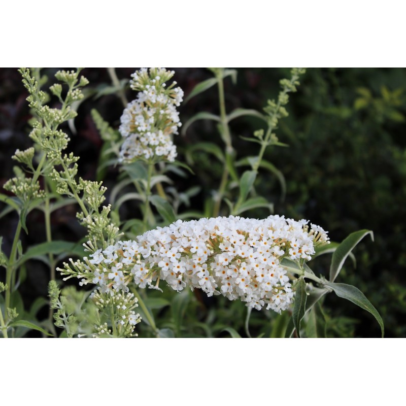 Butterflybush, white Buddleia white Profusion