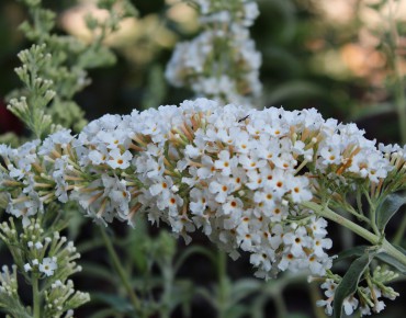 Butterfly-bush, white