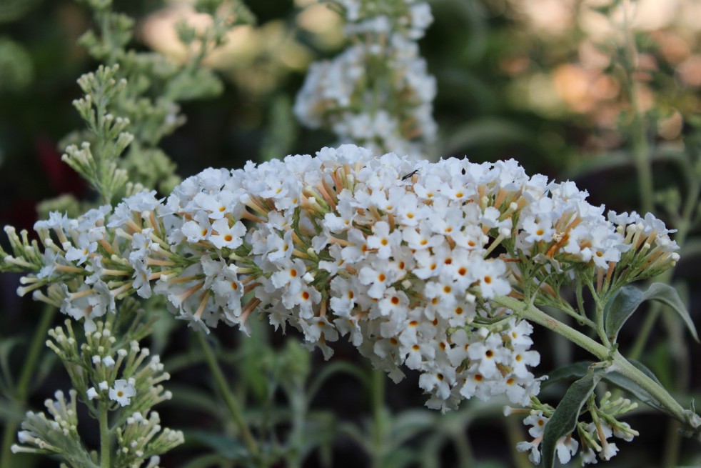 Butterfly-bush, white
