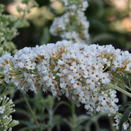 Butterfly-bush, white