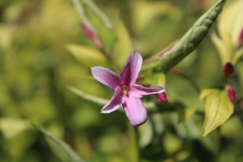 Roze zomerjasmijn Roze zomerjasmijn