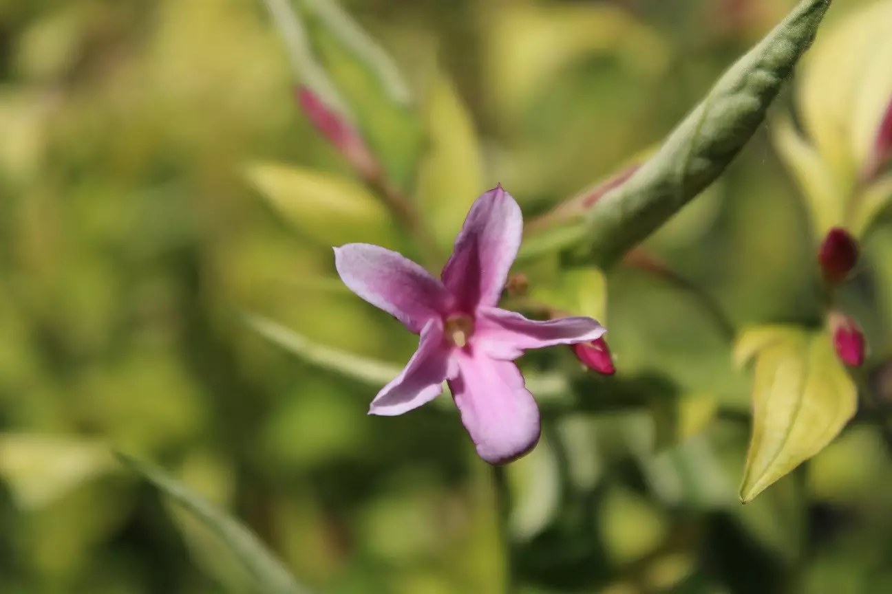Pink Summer Jasmin