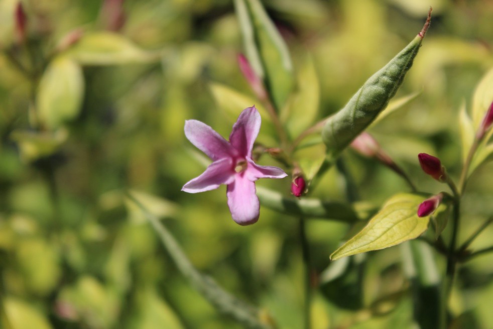 Roze zomerjasmijn Roze zomerjasmijn