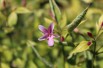 Pink Summer Jasmin