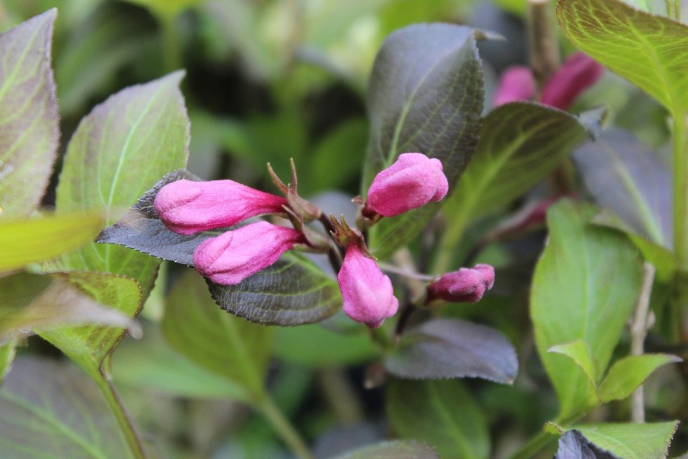 Purple dwarf Weigelia