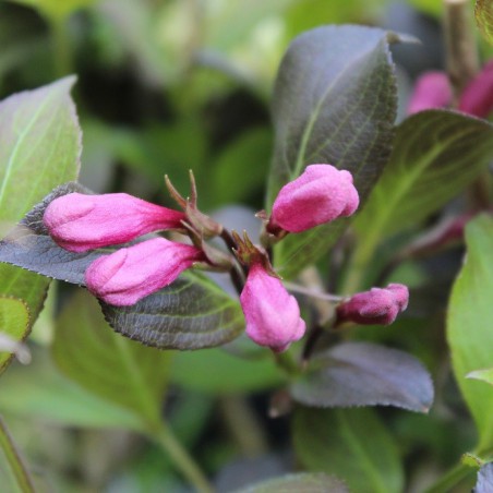 Purple dwarf Weigelia