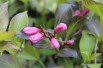 Purple dwarf Weigelia