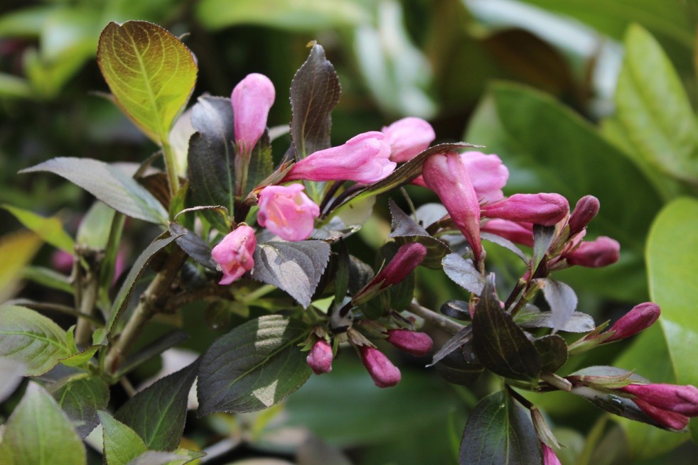 Purple dwarf Weigelia