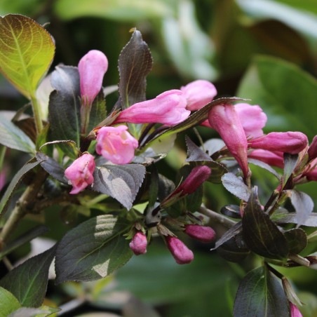 Rotblättrige Zwerg Weigelie Weigela Florida nana Purpurea