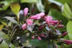 Weigelia pourpre nain