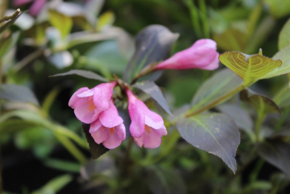 Purple dwarf Weigelia