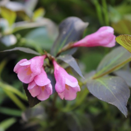 Paarse dwerg weigelia