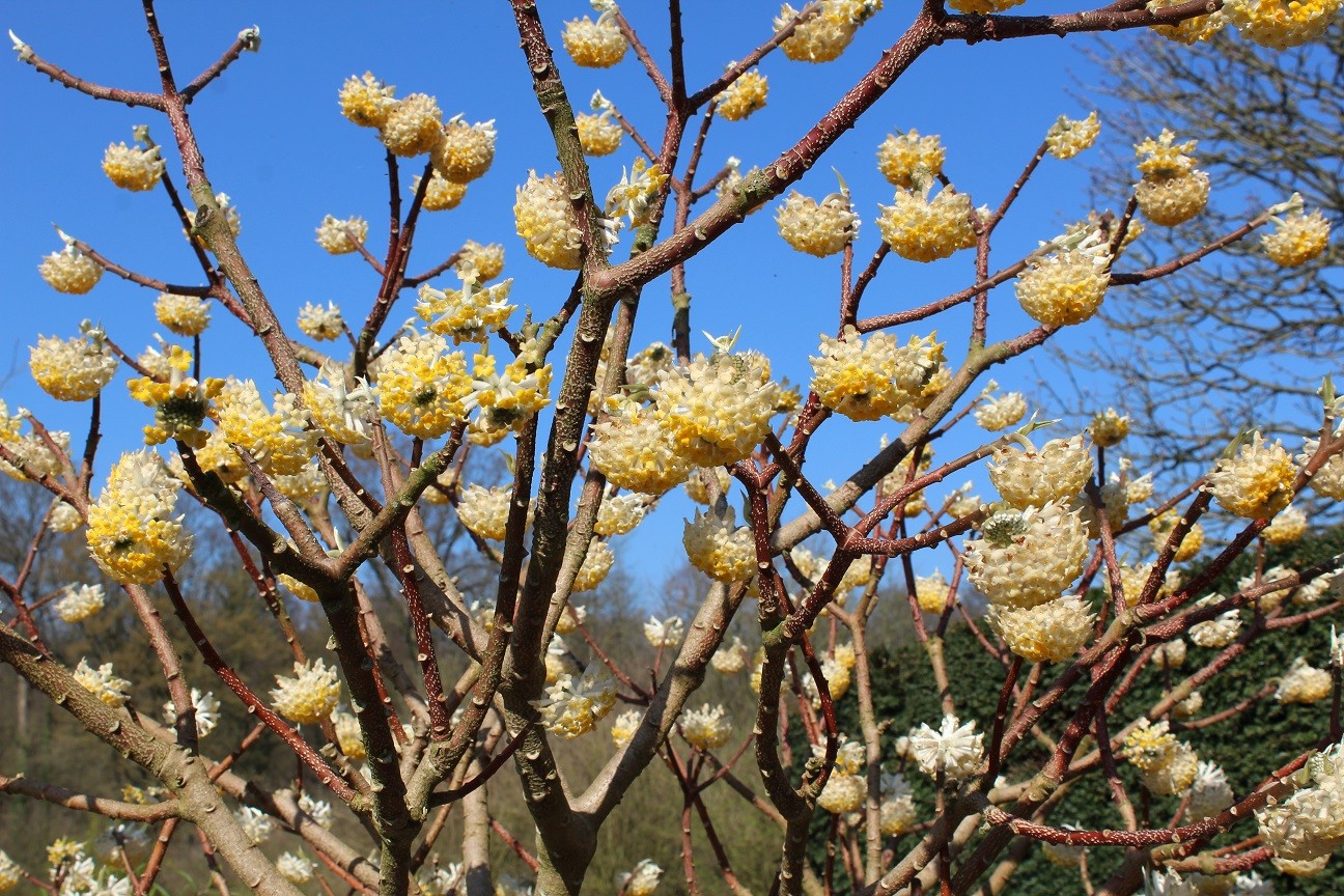 Paper Bush Edgeworthia Chrysantha