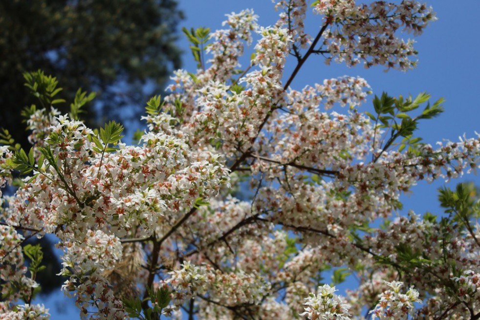 Chinese kastanje