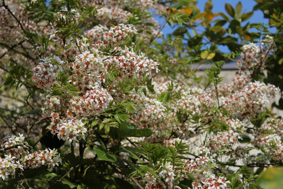 Xanthocère à feuille de sorbier