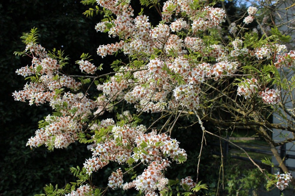 Xanthocère à feuille de sorbier