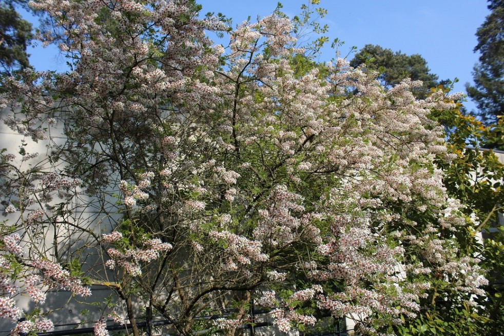 Xanthocère à feuille de sorbier