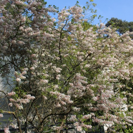 Xanthocère à feuille de sorbier