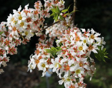 Xanthocère à feuille de sorbier