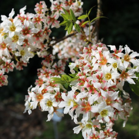 Xanthocère à feuille de sorbier