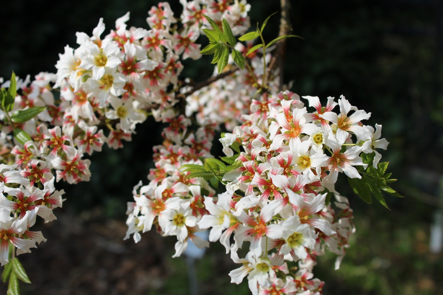 Chinese kastanje - Xanthoceras sorbifolium