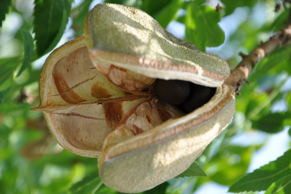 Xanthocère à feuille de sorbier