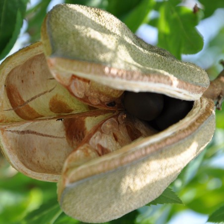 Xanthocère à feuille de sorbier