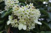 Emmenopterys de Henry