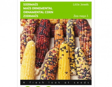 Maïs à épis multicolores