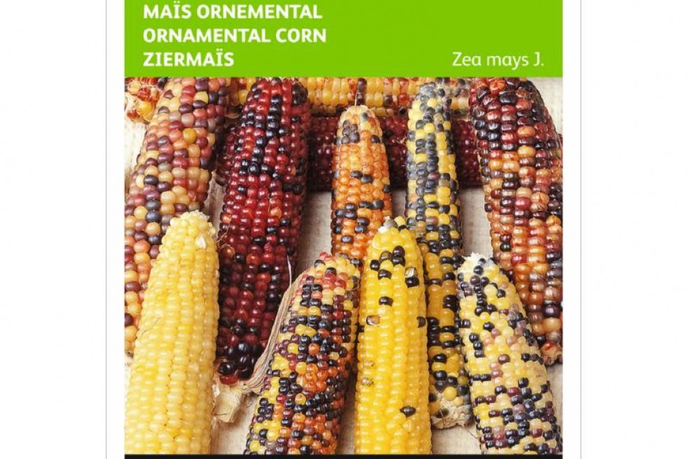 Maïs à épis multicolores Maïs à épis multicolores