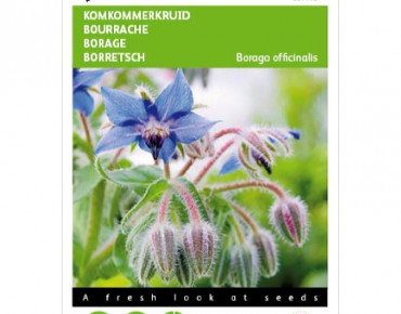 Bourrache