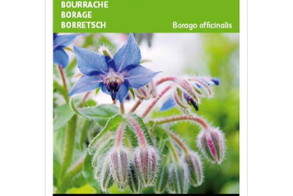 Borage Borage