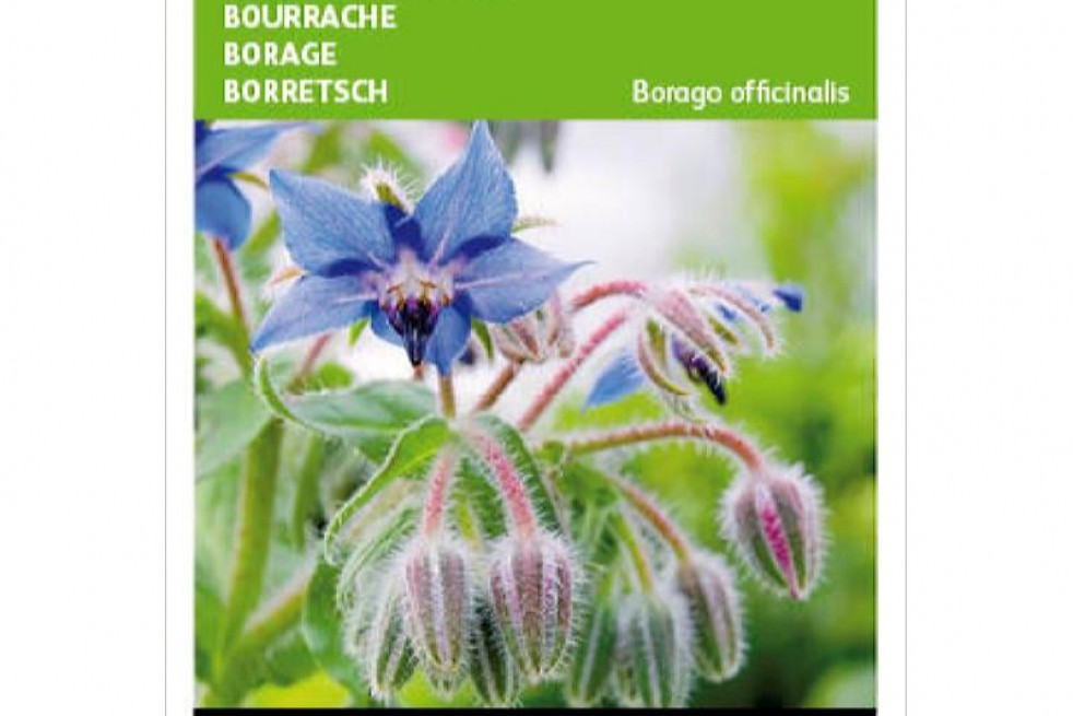 Borage