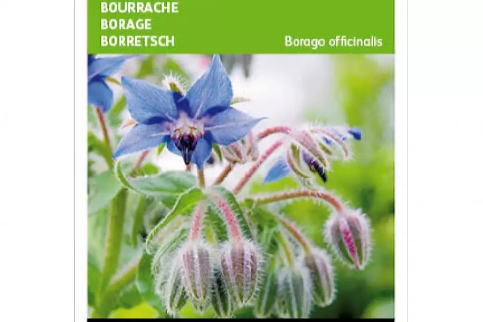 Bourrache