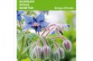 Borage Borage