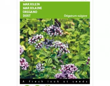 Marjolaine vivace - Origan