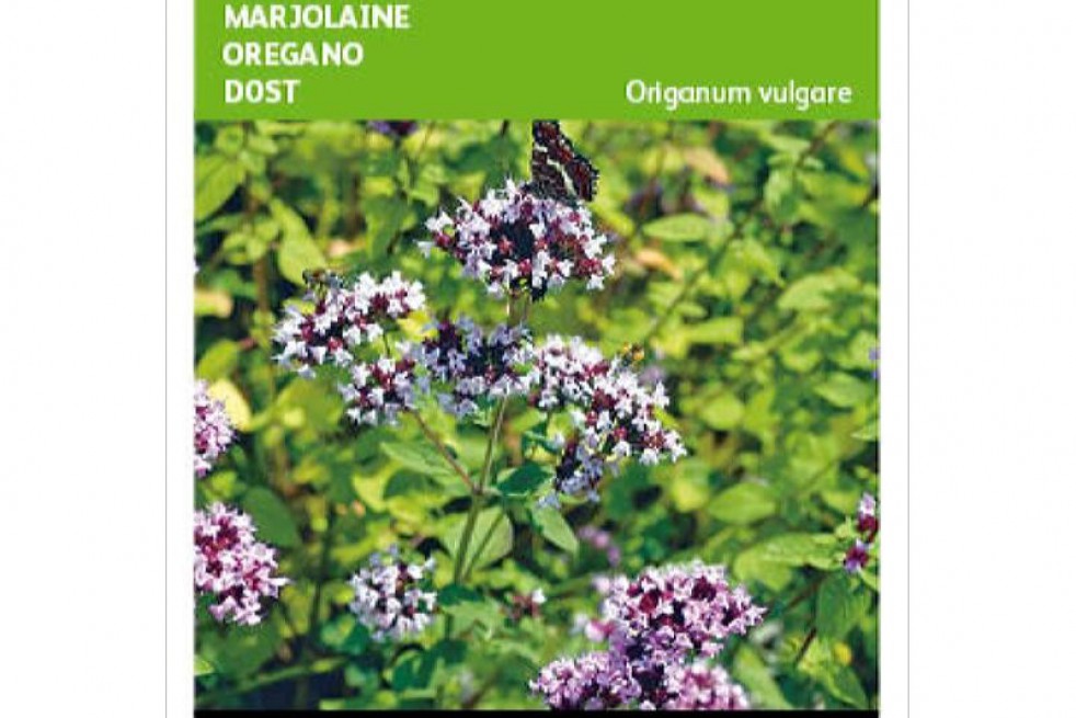 Marjolein - Oregano Marjolein - Oregano