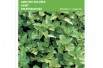Menthe Poivrée