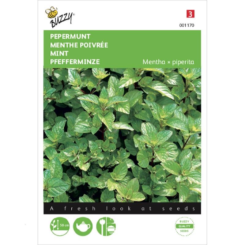 semences Menthe Poivrée - Mentha x piperita