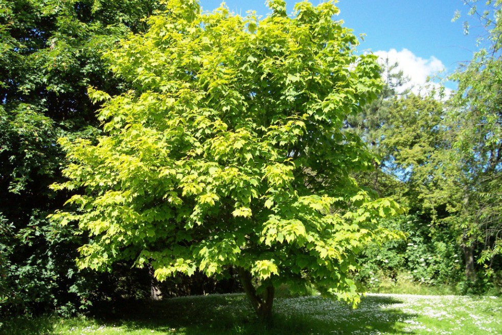 Erable Jaspé - Acer pensylvanicum Erable Jaspé - Acer pensylvanicum