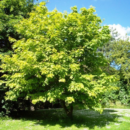 Slangehuidesdoorn - Acer pensylvanicum