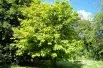 Erable Jaspé - Acer pensylvanicum