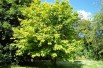 Striped maple - Acer pensylvanicum