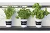Kit de culture d'aromates BIO