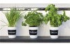 Organic herbs growing kit